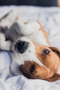 Close-up portrait of dog lying on bed