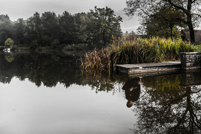 Reflection of trees in calm lake