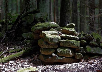 Moss growing on tree trunk in forest