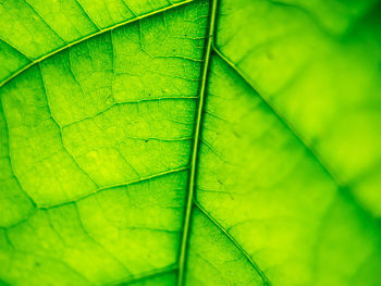 Close-up of green leaf