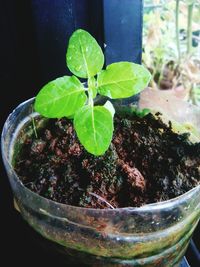 Close-up of pot plant