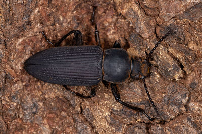 Close-up of insect on rock