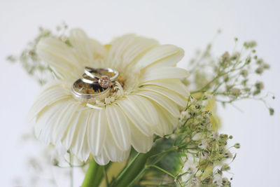 Close-up of white flowering plant