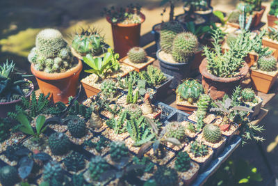 High angle view of potted plants growing on field