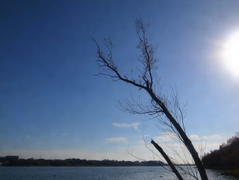 Bare tree by sea against sky