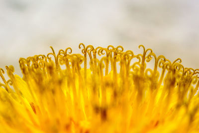 Macro shot of yellow crops on field