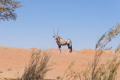 Horse standing on tree against clear sky