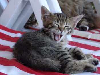 Tabby yawing while relaxing on deck chair