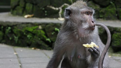 Close-up portrait of monkey sitting outdoors