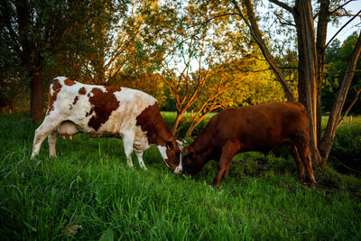 Cow grazing in a field