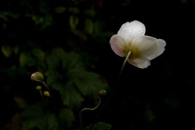 Close-up of white flowers blooming outdoors