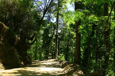 View of trees in forest