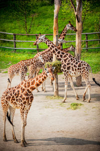 Giraffe standing in zoo