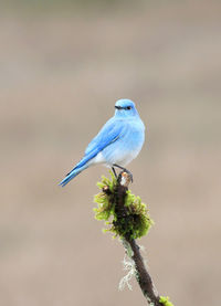 Close-up of bird perching on branch