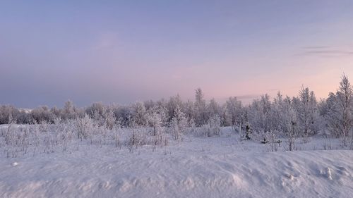 Trees on snow covered field against sky during winter