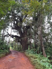 Road amidst trees in forest