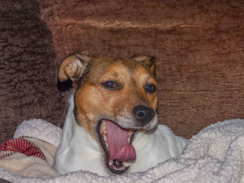Close-up portrait of dog relaxing on floor