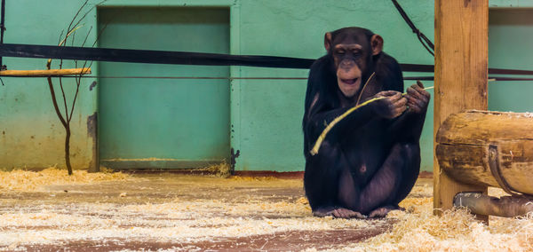 Portrait of mature man sitting in zoo