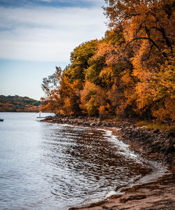Beautiful orange leaves on trees out over the st croix river with small waves crashing onto the shor