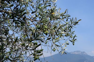 Low angle view of tree against blue sky