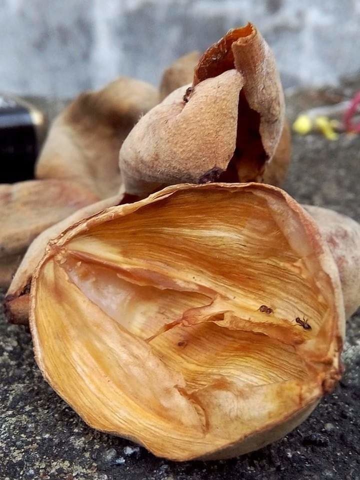 close-up, food, still life, focus on foreground, food and drink, no people, freshness, wellbeing, healthy eating, indoors, day, ingredient, table, nut, wood - material, brown, spice, dry, nature