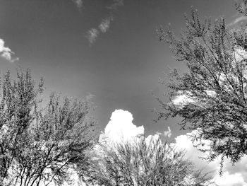 Low angle view of trees against sky