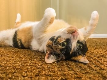 Close-up of a cat resting