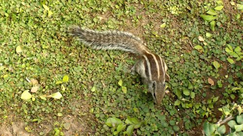 High angle view of snake on field