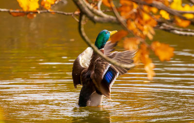 Duck swimming in lake