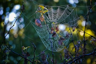 Spider web on wilted plants