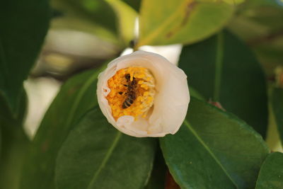 Close-up of flower on leaf