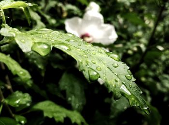 Close-up of raindrops on plant