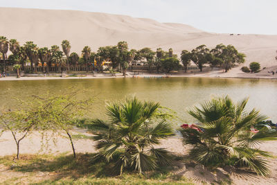 View of desert oasis with trees and sand dunes
