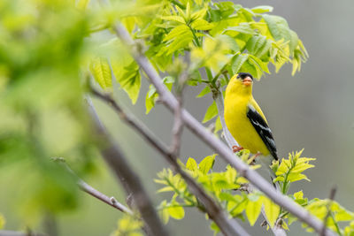 Male american goldfinch bird in michigan - usa