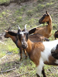 Goats standing on field