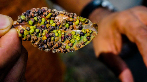 Close-up of hand holding fruit