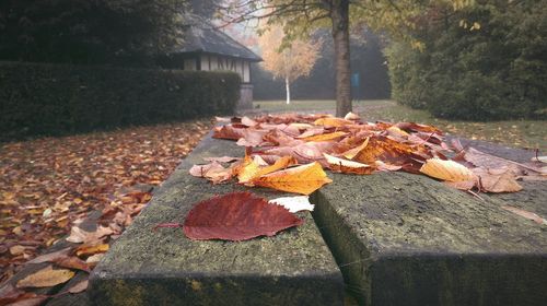 Dry maple leaves fallen in forest during autumn