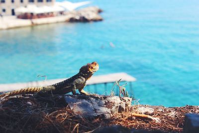 Close-up of lizard on rock by sea