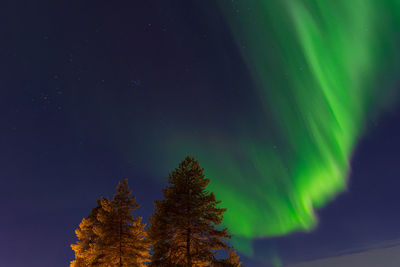 Low angle view of trees against sky at night