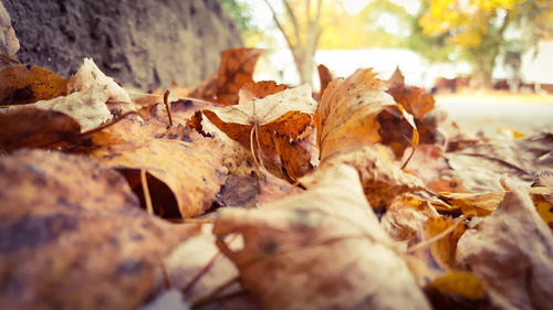 Close-up of autumn leaves fallen on field