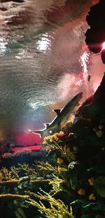 High angle view of swimming in sea