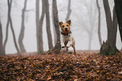 Dog in autumn leaves