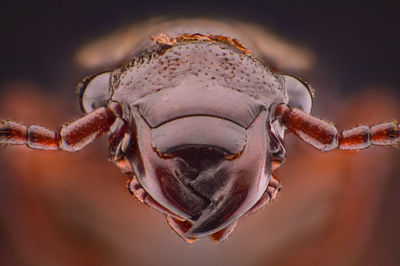 Close-up of insect