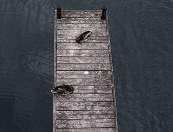 Bird perching on wood against lake