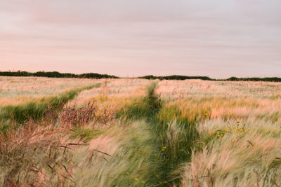 Scenic view of grass growing on field against sky