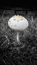 Close-up of mushrooms growing on field