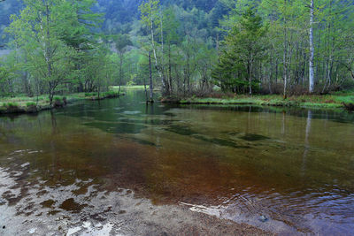 Scenic view of lake in forest