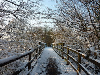 Snow covered trees against sky