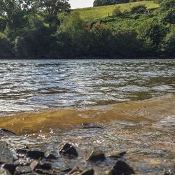 Scenic view of river in forest