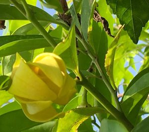 Close-up of fruit on tree
